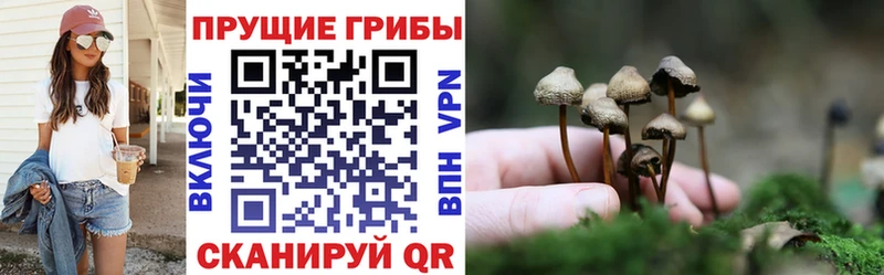 ссылка на мегу ССЫЛКА  Новотитаровская  Псилоцибиновые грибы Psilocybe 